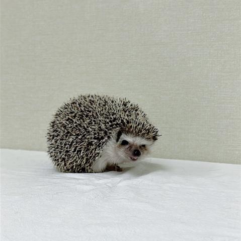 ハリネズミ
