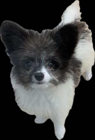 MIX