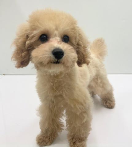 新潟県のトイプードル(トイ) (ペットアミ 新発田店/2025年3月27日生まれ/男の子/クリーム)の子犬の1枚目の画像