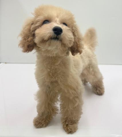 新潟県のトイプードル(トイ) (ペットアミ 新発田店/2025年3月27日生まれ/男の子/クリーム)の子犬の2枚目の画像