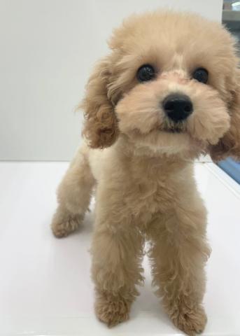 新潟県のトイプードル(トイ) (ペットアミ 新発田店/2025年3月27日生まれ/男の子/クリーム)の子犬の3枚目の画像