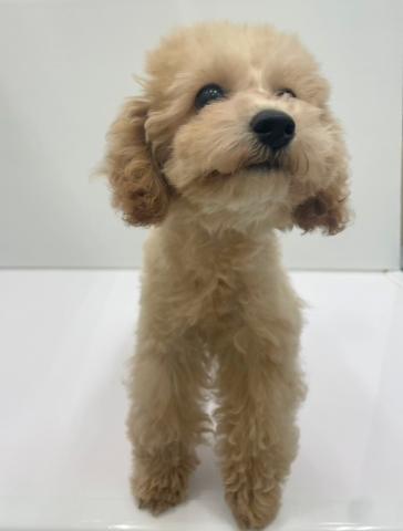 新潟県のトイプードル(トイ) (ペットアミ 新発田店/2025年3月27日生まれ/男の子/クリーム)の子犬の4枚目の画像