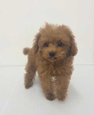 新潟県のトイプードル(トイ) (ペットアミ 新発田店/2025年6月18日生まれ/女の子/レッド)の子犬の1枚目の画像