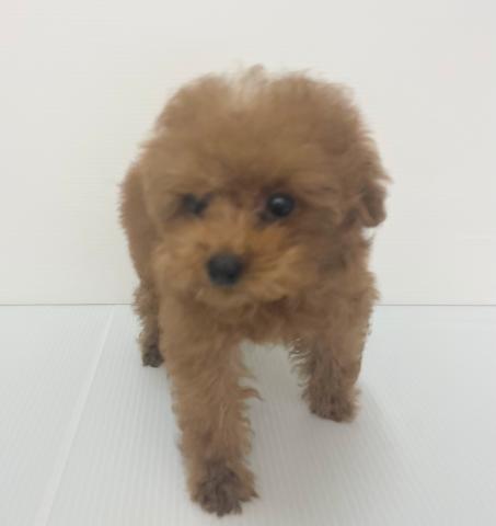 新潟県のトイプードル(トイ) (ペットアミ 新発田店/2025年6月18日生まれ/女の子/レッド)の子犬の2枚目の画像