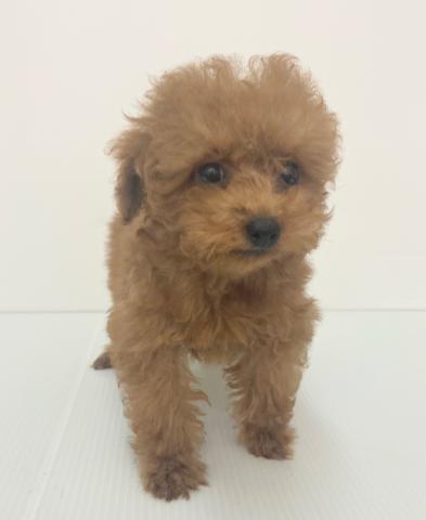 新潟県のトイプードル(トイ) (ペットアミ 新発田店/2025年6月18日生まれ/女の子/レッド)の子犬の3枚目の画像