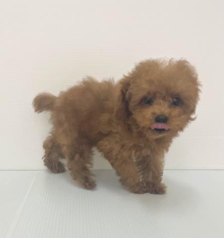 新潟県のトイプードル(トイ) (ペットアミ 新発田店/2025年6月18日生まれ/女の子/レッド)の子犬の4枚目の画像