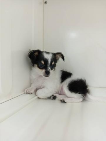 三重県のチワワ(ロング) (ペットアミ 明和店/2025年3月12日生まれ/男の子/パーティーカラー)の子犬の1枚目の画像