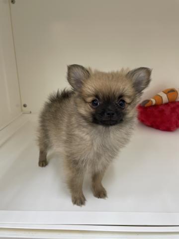 三重県のハーフ犬・ミックス犬 (ペットアミ 明和店/2025年6月21日生まれ/女の子/その他色)の子犬