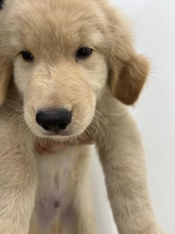 三重県のゴールデンレトリバー (ペットアミ 名張店/2025年5月22日生まれ/男の子/ゴールデン)の子犬の2枚目の画像