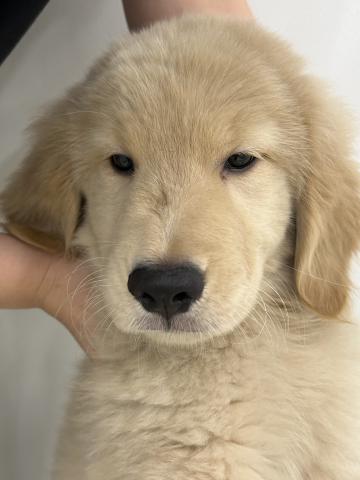三重県のゴールデンレトリバー (ペットアミ 名張店/2025年5月22日生まれ/男の子/ゴールデン)の子犬の3枚目の画像