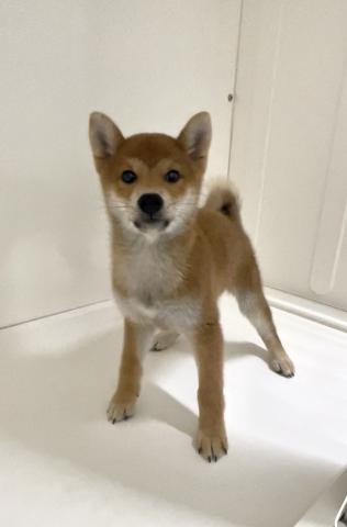 新潟県の柴犬(標準サイズ) (ペットアミ 三条四日町店/2025年5月28日生まれ/男の子/赤)の子犬の3枚目の画像