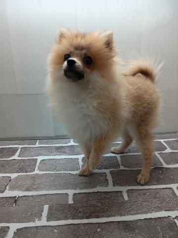 ポメラニアン