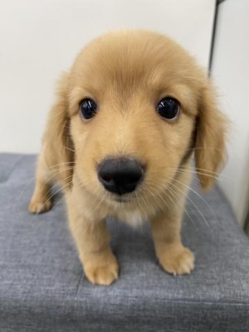 新潟県のハーフ犬・ミックス犬 (ペットアミ 六日町店/2025年6月13日生まれ/男の子/ゴールド)の子犬