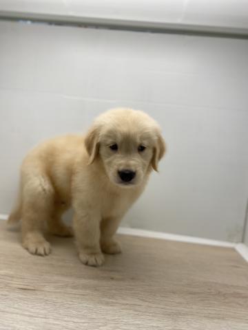 石川県のゴールデンレトリバー (ペットアミ 津幡店/2025年6月21日生まれ/男の子/ゴールド)の子犬の3枚目の画像