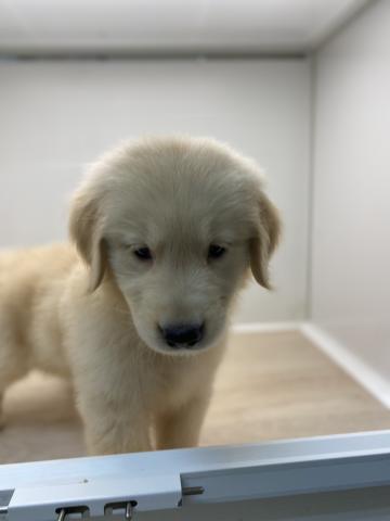 石川県のゴールデンレトリバー (ペットアミ 津幡店/2025年6月21日生まれ/男の子/ゴールド)の子犬の4枚目の画像