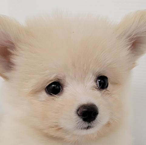 秋田県のポメビション(ポメラニアン×ビションフリーゼ) (ペットアミ 本荘インター店/2025年4月19日生まれ/男の子/クリーム)の子犬の1枚目の画像