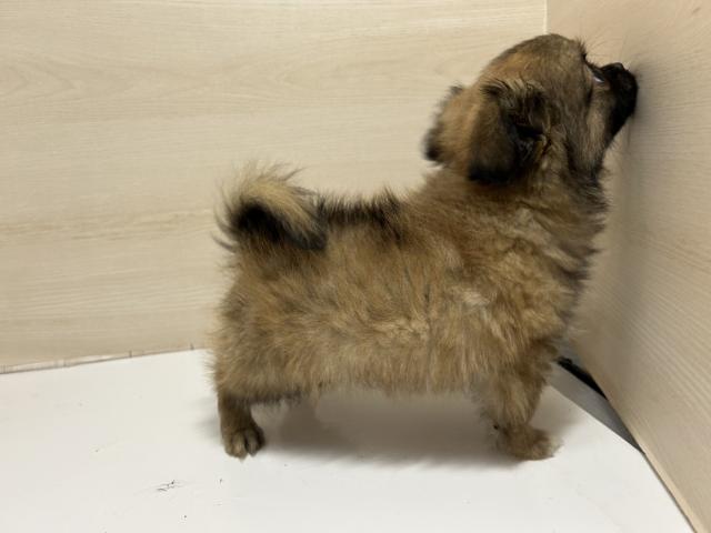 和歌山県のハーフ犬・ミックス犬 (ペットアミ 和歌山インター店/2025年6月21日生まれ/男の子/その他色)の子犬の3枚目の画像