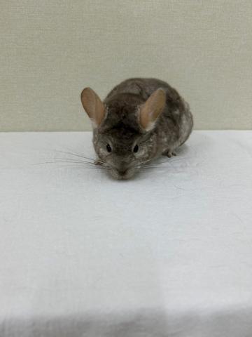 チンチラ