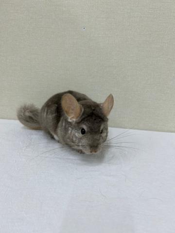 チンチラ