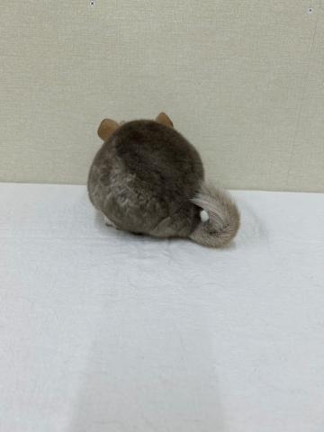 チンチラ