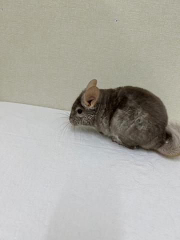 チンチラ