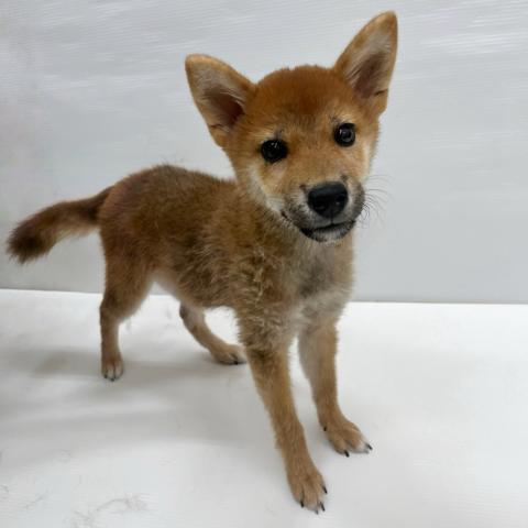 和歌山県の柴犬(標準サイズ) (ペットアミ 岩出店/2025年4月5日生まれ/男の子/レッド)の子犬の1枚目の画像