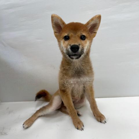 和歌山県の柴犬(標準サイズ) (ペットアミ 岩出店/2025年4月5日生まれ/男の子/レッド)の子犬の2枚目の画像