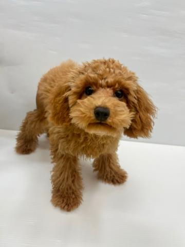 和歌山県のトイプードル(トイ) (ペットアミ 岩出店/2025年3月28日生まれ/男の子/レッド)の子犬の1枚目の画像