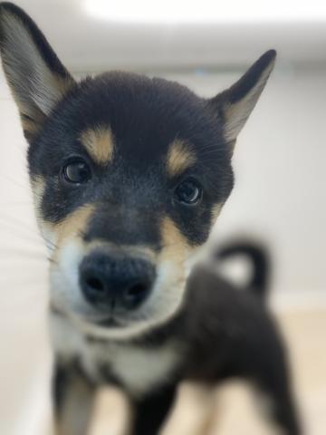 柴犬