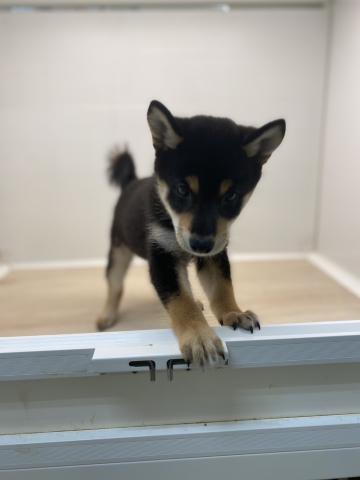 石川県の柴犬(標準サイズ) (ペットアミ 津幡店/2025年6月14日生まれ/女の子/ブラック)の子犬の4枚目の画像