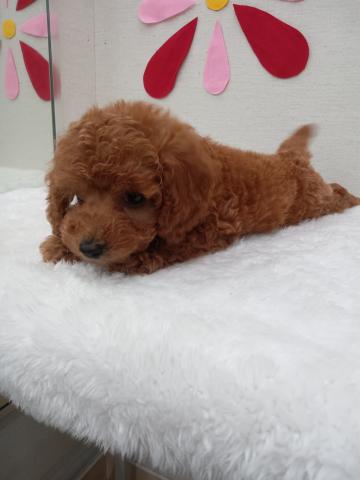 秋田県のトイプードル(トイ) (ペットアミ 能代東インター店/2025年6月7日生まれ/男の子/レッド)の子犬の2枚目の画像