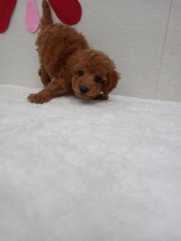 秋田県のトイプードル(トイ) (ペットアミ 能代東インター店/2025年6月7日生まれ/男の子/レッド)の子犬の3枚目の画像