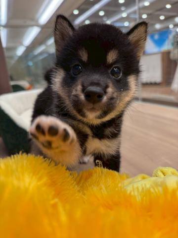 柴犬