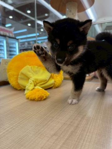 柴犬