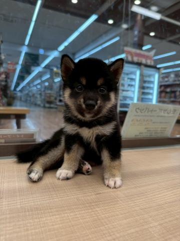 柴犬