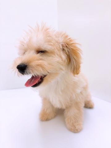 新潟県のハーフ犬・ミックス犬 (ペットアミ 新発田店/2025年4月17日生まれ/男の子/クリーム)の子犬の2枚目の画像