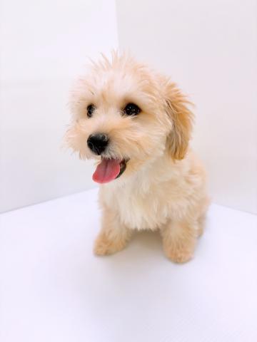 新潟県のハーフ犬・ミックス犬 (ペットアミ 新発田店/2025年4月17日生まれ/男の子/クリーム)の子犬の3枚目の画像