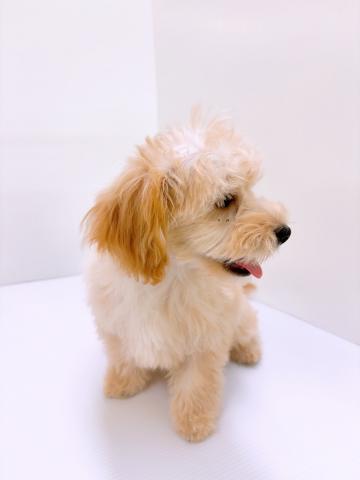 新潟県のハーフ犬・ミックス犬 (ペットアミ 新発田店/2025年4月17日生まれ/男の子/クリーム)の子犬の4枚目の画像
