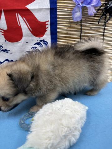 青森県のロシアンブルー (ペットアミ 弘前店/2025年5月24日生まれ/男の子/ブルー)の子猫の2枚目の画像