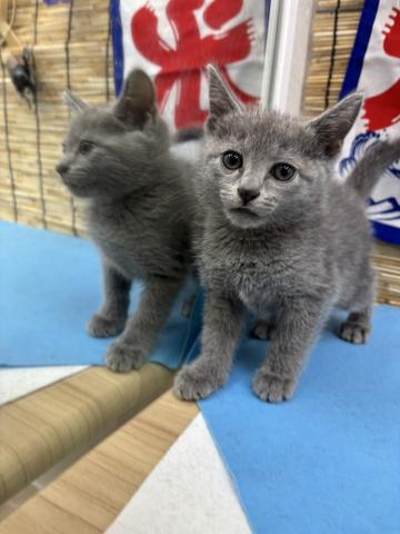青森県のロシアンブルー (ペットアミ 弘前店/2025年5月24日生まれ/男の子/ブルー)の子猫の3枚目の画像