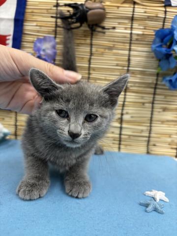 青森県のロシアンブルー (ペットアミ 弘前店/2025年5月24日生まれ/男の子/ブルー)の子猫の4枚目の画像