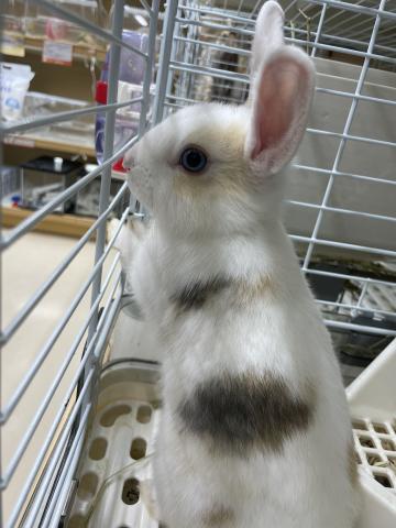 ミニウサギ