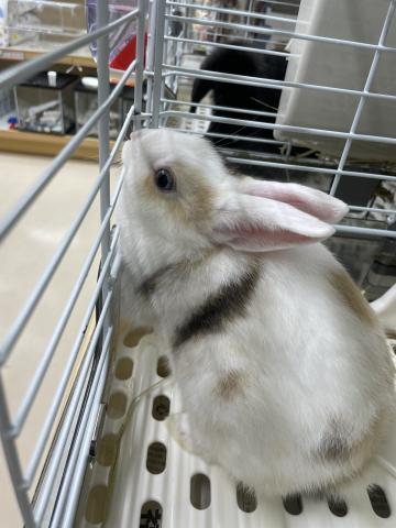 ミニウサギ