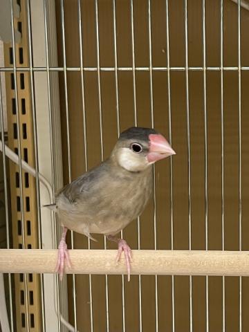 桜文鳥