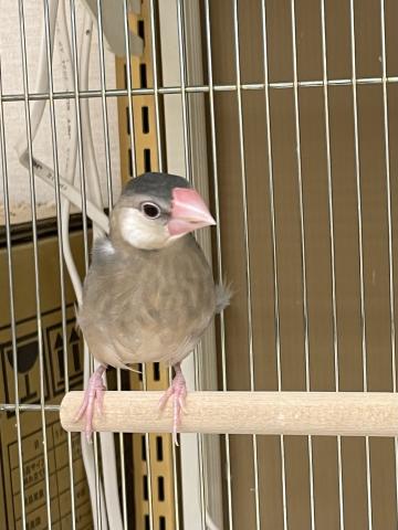 桜文鳥