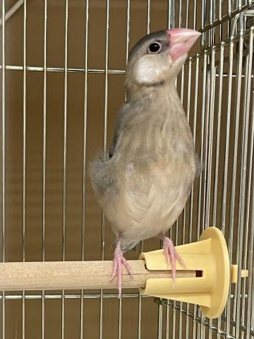 桜文鳥