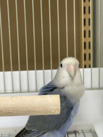 コザクラインコ