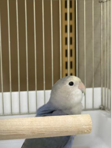 コザクラインコ