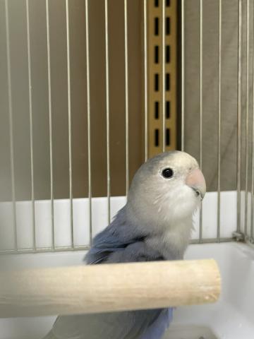 コザクラインコ