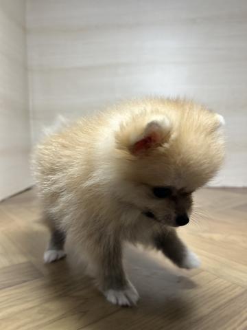 ポメラニアン